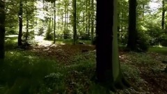 Les Arbres De Lumiere