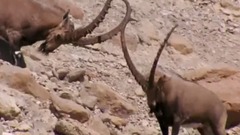 民乐群星,风景,影视原声,音乐短片,乐动城市 - <地球脉动.Planet.Earth>第五集 中文字幕