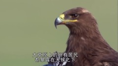 地球脉动-Planet Earth (2006) 7、大草原