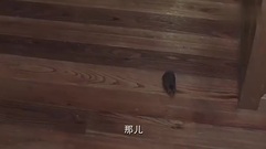 电视剧<盲约>第52集预告-英雄救美陆毅帮蒋欣抓老鼠