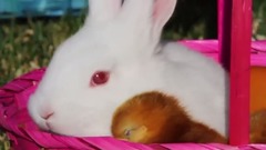 Puppy Easter _ DEVINSUPERTRAMP