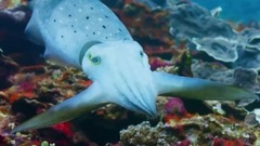 Blue Planet II  The Prequel