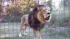 Big Cat Talk! - Roar, Purr, Meow