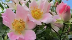 民乐群星,风景,音乐短片,轻音乐,乐动城市 - 玫瑰花园