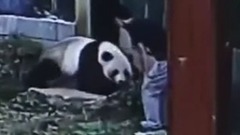 江西南昌游客跳进熊猫馆"人熊大战"