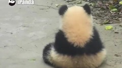 成都大熊猫繁育研究基地