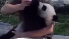 Canada keepers for panda baby  audiences were of dizzy