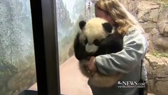 The ABC report baby pandas beibei to meet people