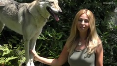 HUGE Wolves who LOVE People