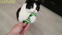 HAPPY BIRTHDAY cat Pusic !! 2 years!