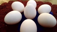 10万根火柴烧7个鸡蛋,结果什么样?