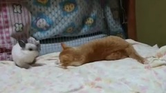 The Dutch pygmy rabbit to challenge for the cat