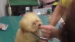 Poodle cut hair so sleepy when I want to sleep..