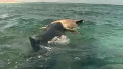 <大堡礁.珊瑚礁与全球>第3集.