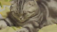 高におもしろ猫のハプニング, 失敗動画・超かわいい