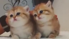 超萌的小奶猫 好想捏捏