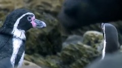 <卧底企鹅帮> 第一集 中文字幕