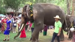 西双版纳 大象表演