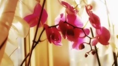 蔡可荔 - 希望是你的手