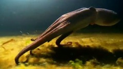 <蓝色星球.季节性海域> EP05