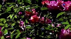 Dreamer Romantic Pia