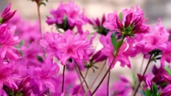 春天盛开的鲜花