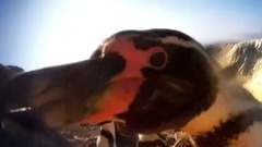 <卧底企鹅帮> 第三集 中文字幕