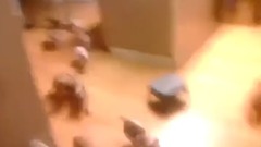 可爱追杀!11只狗宝宝让男主人惨叫