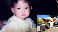 论伯贤的柯基属性