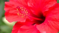 The Moon Represents My Heart