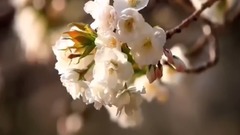 德寿宫石墙路的春天