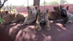 Baby Lion, Baby Tiger & Baby Hyena Cub Animal Cuteness!