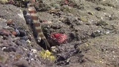 民乐群星,风景,音乐短片,轻音乐,乐动城市 - 美妙的海底世界风光 巴厘岛