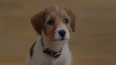 操碎了心的狗狗