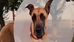 这个或许你没见过:养一只调皮的狗狗是种什么样的体验