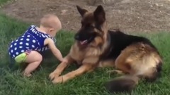 当大狗狗遇上小萌娃