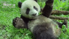 <地球:神奇的一天>终极预告 昼夜交替演绎生命魅力