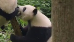 电影<我们诞生在中国>陆川周迅直击萌物真情 终极预告曝光