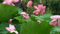 轻音乐 - 莲语禅心(巫娜古琴)