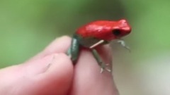 世界上最致命的生物:最后一个超级美味