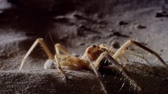 <微型猛兽世界之旅E01.冲突> 中英字幕