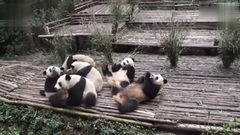 大熊猫排队取饭,太萌了!