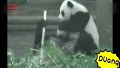 大熊猫"撒泼打滚"萌翻天 雪地仰卧起坐还大跳神曲舞