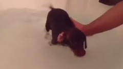 狗狗被主人玩坏了,吓的合不拢腿