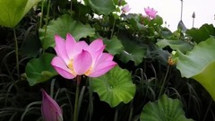 夏日荷花红. 老式古风