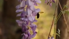 唯美夕阳下 缤纷紫藤花