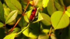 民乐群星,风景,音乐短片,轻音乐,乐动城市 - 含苞怒放的玫瑰花朵
