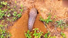 动物里的打洞能手竟是它,速度超快,可爱又滑稽!