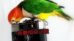 呆萌动物竟是摄影大师