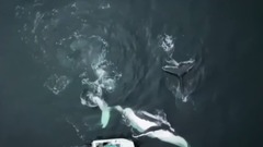 最为惊喜的拍摄 摄影师澳水域同两头巨鲸玩自拍